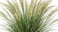 Ornamental pampas grass with feathery plumes in natural beige and green tones, decorative plant for landscaping and interior design projects.