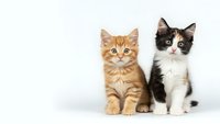 Two adorable kittens sitting together on white background, orange tabby and black white kitten pair, cute domestic cats isolated for pet adoption designs.