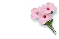 Delicate pink hibiscus flowers with stems arranged on pure white background, isolated botanical composition for design projects and creative layouts.