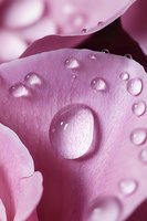 Fresh morning dew drops on delicate pink rose petals create natural abstract macro photography with soft light and pure water spheres.