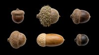Six detailed acorn varieties isolated on transparent background, ready for fall clipart, stickers, t-shirt design, print on demand, and sublimation projects.