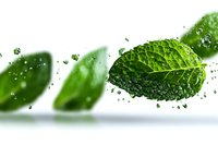 Fresh mint leaves with water drops splashing in motion against white background, macro photography showing detailed leaf texture and refreshing green color.