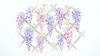 Watercolor wisteria flowers in purple and pink shades hanging from wooden trellis on white background, isolated botanical illustration for design projects.
