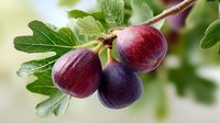 Fresh ripe figs hanging on tree branch with green leaves in natural sunlight for healthy organic fruit harvest and Mediterranean cuisine concepts.