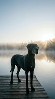 Black dog silhouette standing on wooden dock at sunrise over misty lake with golden sunlight rays breaking through morning fog creating peaceful atmosphere.