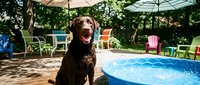 Happy chocolate labrador retriever dog sitting by backyard swimming pool with colorful patio furniture and umbrellas on sunny summer day.