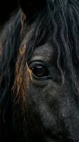 Close-up of black horse head with flowing mane and golden light highlighting facial features, suitable for equestrian and animal photography projects.