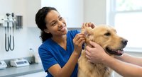 Female Hispanic veterinarian in blue scrubs examining golden retriever dog ears in modern clinic examination room for pet healthcare checkup.