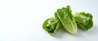 Fresh green romaine lettuce leaves isolated on white background for healthy cooking and salad preparation.