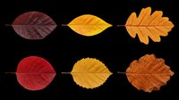 Autumn leaves in various shades of red, orange, and brown isolated on transparent background. Ready for t-shirt designs, clipart, stickers, print-on-demand products, and sublimation projects.