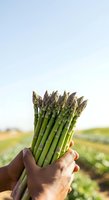 Fresh asparagus spears held in farmer's hand against blurred field background. Harvested green vegetables ready for cooking and healthy eating purposes.