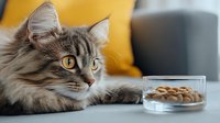 Gray long-haired cat with amber eyes lying near glass bowl of dry food on blurred yellow background, domestic pet portrait in natural home environment.