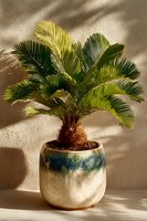 Potted sago palm in ceramic glazed pot with blue rim against beige wall with shadow play, perfect for home decor inspiration.