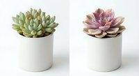 Two colorful succulent plants in modern white ceramic pots on clean background for home decor and gardening projects.