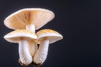 Luminous white mushrooms with delicate gills and water droplets on stems against dark background, creating dramatic natural lighting effect for food and nature photography.