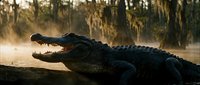 Large alligator with open jaws basking in golden sunlight among cypress trees and Spanish moss in natural wetland habitat during warm evening hours.