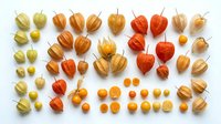 Assorted ground cherry and physalis fruits in various stages of ripeness, displaying green, orange, and red hues with papery husks on white background, suitable for food photography, culinary design, and nutritional content.
