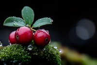 Fresh red lingonberries with water drops on green moss against dark background, macro photography showing morning dew on wild forest berries.