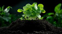 Young green microgreens sprouting from rich dark soil against black background, dramatic lighting highlights fresh growth and fertile earth. Concept of new beginnings and growth.