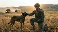 Military soldier in camouflage uniform bonding with working dog during sunset training exercise in desert field with vehicles in background.