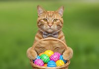 Orange tabby cat wearing checkered bow tie holding basket of colorful yarn balls against blurred green background for pet, animal, and craft-related designs.