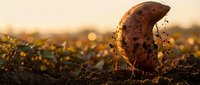 Rusty metal crescent moon sculpture emerging from rich soil at golden hour sunset with warm bokeh lights and agricultural field background.