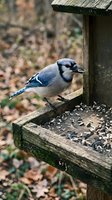 Blue jay perched on wooden bird feeder eating sunflower seeds in autumn backyard setting for wildlife photography and birdwatching enthusiasts.