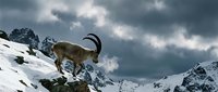 Alpine ibex standing on rocky outcrop in snowy mountain landscape with dramatic stormy clouds overhead in winter wilderness setting.