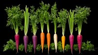 Fresh rainbow carrots with green tops arranged in row on black background, organic purple, orange, white and yellow root vegetables isolated for food design.