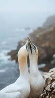 Two northern gannets in courtship ritual touching beaks on coastal cliff with ocean waves and rocky shoreline in soft natural lighting for wildlife photography.