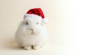 Adorable white rabbit wearing red Santa hat for Christmas holiday celebration and festive seasonal greeting cards or winter pet photography.