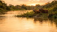Hippopotamus resting in shallow river water during golden hour with lush vegetation and wildlife habitat in natural setting.