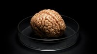 Human brain model in glass petri dish on black background for medical education and neuroscience research presentations.