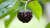 Fresh ripe dark cherry hanging on branch with water droplets after rain, surrounded by green leaves in natural garden setting for healthy eating concepts.