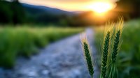 Golden wheat ears beside country road at sunset with mountains and green fields creating peaceful rural landscape for agriculture and farming concepts.