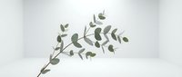 Eucalyptus branch with green leaves isolated on white background, ready for design projects, botanical illustrations, and decorative applications.