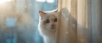 Fluffy white cat peering through window curtains with soft sunlight streaming in, creating a warm and cozy domestic atmosphere for home and pet-related content.