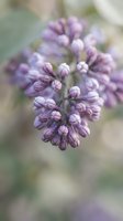 Purple lilac flower buds in soft focus with blurred natural background, spring blooming branch with delicate petals ready to open in garden setting.