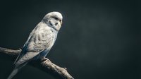 White budgie parakeet perched on wooden branch against dark background, suitable for pet care, wildlife, and animal behavior educational content.
