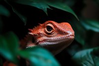 Closeup of a red crested lizard with textured skin and prominent eye among dark teal foliage, suitable for wildlife and nature design projects.