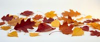 Colorful autumn leaves scattered on white background featuring maple, oak foliage in red, orange, yellow, brown colors for seasonal design projects.