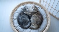 Two adorable tabby kittens sleeping peacefully together in cozy wicker basket with soft white cushion, perfect for pet care and animal welfare campaigns.