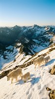 Mountain goats grazing on snowy alpine slope with dramatic peaks and valleys in background during golden hour sunrise for outdoor adventure content.