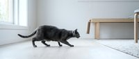 Black cat walking across white minimalist interior floor near window and wooden furniture, suitable for pet, home decor, and lifestyle design projects.