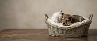 Adorable newborn puppies sleeping peacefully in wicker basket with soft blanket on rustic wooden table against neutral beige background for pet care.
