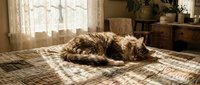 Fluffy tabby cat curled up sleeping on a patchwork quilt bed in a cozy sunlit vintage bedroom with lace curtains.