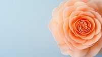 Delicate peach rose bloom with soft petals in spiral formation against light blue background, creating gentle romantic mood for wedding and celebration designs.