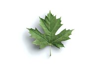 Fresh green maple leaf isolated on white background with soft shadow, high resolution botanical element for nature and seasonal designs.