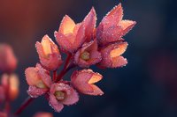 Vibrant autumn leaves with morning dew drops creating stunning natural macro photography with warm red and orange colors against soft blurred background.