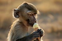 Young baboon eating fruit in natural habitat, close-up portrait showing facial expression and hands holding food against blurred background at golden hour.
